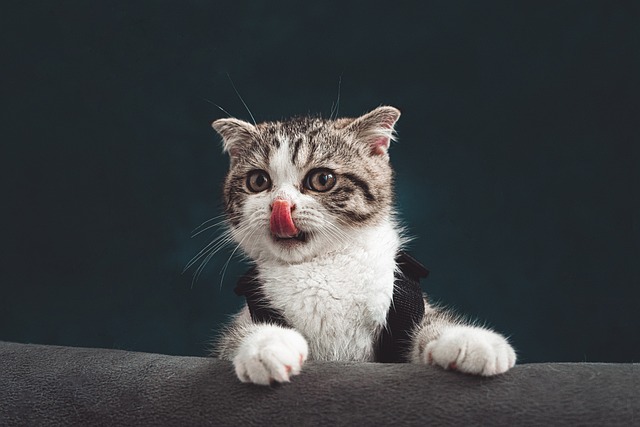 Kedi tırmığı hastalığı nedenleri, belirtileri ve tedavisi