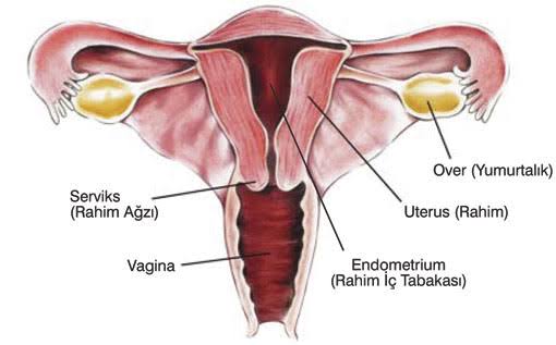 Dış genital organ kanserleri nasıl anlaşılır?