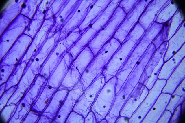 Antiviral ilaçlar