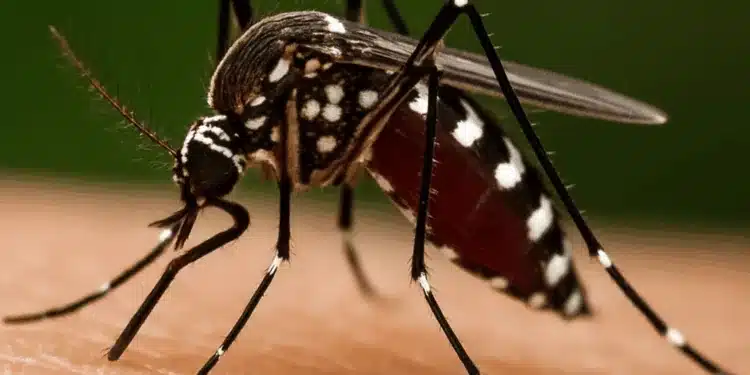 Dünya alarmda: “İki büklüm yapan” Virüs chikungunya nedir ve nasıl tehdit oluşturuyor?