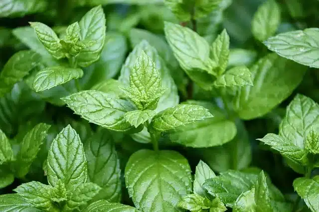 Nane yaprakları kullanarak sivilce izlerini azaltmak için 5 etkili ev yapımı çözüm