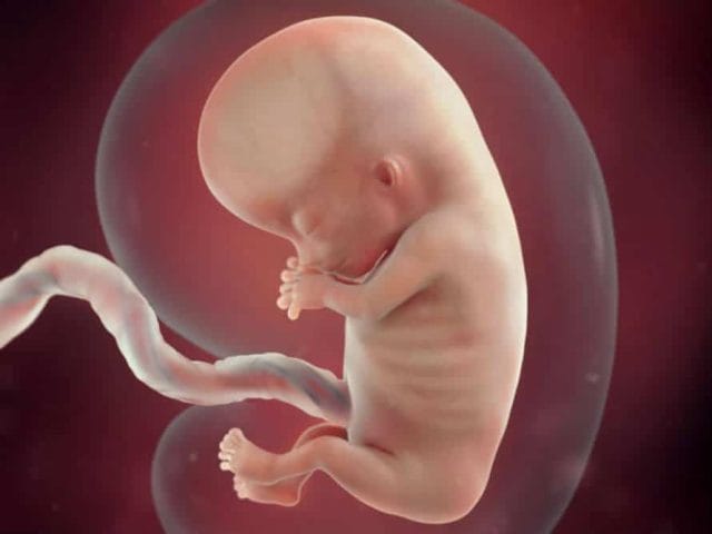 11 haftalık gebelikte bebek gelişimi ve anne karnındaki değişimler