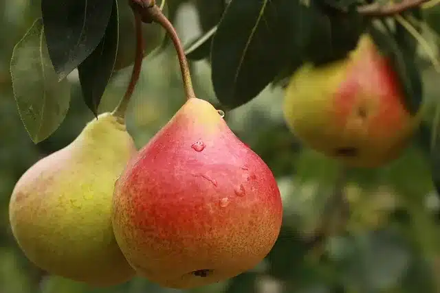 Diyabet hastalarının armut yemesi güvenli mi? Gerçekleri kontrol edin!